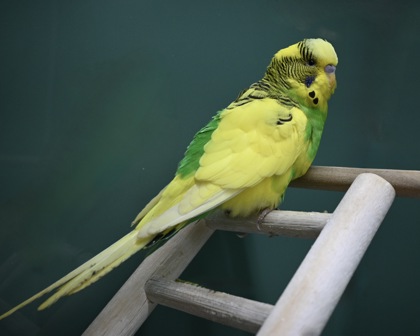Shelter Stray Male Domestic (cage) bird last seen Buffalo airport 251 Cayuga Cheek., Cheektowaga, NY, 300 Harlem Rd, West Seneca, NY 14224, USA