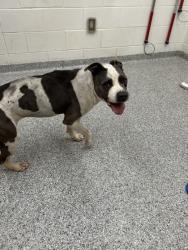 Shelter Stray Female Dog last seen Near River Dr, City of Knoxville ASO, TN, 3201 Division St, Knoxville, TN 37919, USA