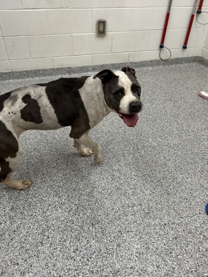 Shelter Stray Female Dog last seen Near River Dr, City of Knoxville ASO, TN, 3201 Division St, Knoxville, TN 37919, USA