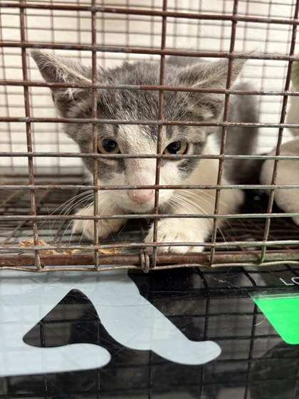 Shelter Stray Unknown Cat last seen Near Beaver Creek Lane, Knox County ASO, TN, 3201 Division St, Knoxville, TN 37919, USA