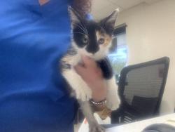 Shelter Stray Female Cat last seen Near S hulen st, West District, TX, 355 Hillshire Dr, Haslet, TX 76052, USA