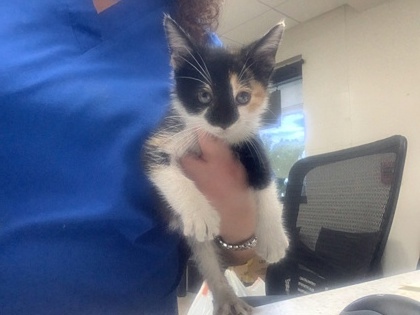 Shelter Stray Female Cat last seen Near S hulen st, West District, TX, 355 Hillshire Dr, Haslet, TX 76052, USA