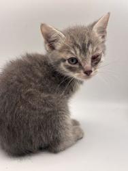Shelter Stray Male Cat last seen Near Stoney point rd, Knox County GP, TN, 3201 Division St, Knoxville, TN 37919, USA