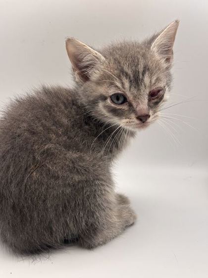 Shelter Stray Male Cat last seen Near Stoney point rd, Knox County GP, TN, 3201 Division St, Knoxville, TN 37919, USA