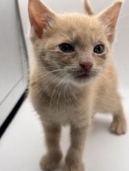 Shelter Stray Female Cat last seen Near Stoney point rd, Knox County GP, TN, 3201 Division St, Knoxville, TN 37919, USA