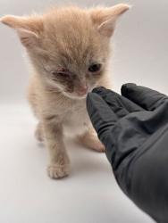 Shelter Stray Male Cat last seen Near Stoney point rd, Knox County GP, TN, 3201 Division St, Knoxville, TN 37919, USA