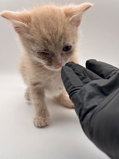 Shelter Stray Male Cat last seen Near Stoney point rd, Knox County GP, TN, 3201 Division St, Knoxville, TN 37919, USA