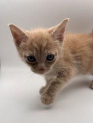 Shelter Stray Male Cat last seen Near Stoney point rd, Knox County GP, TN, 3201 Division St, Knoxville, TN 37919, USA