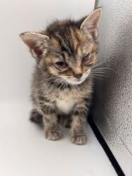 Shelter Stray Female Cat last seen Near Stoney point rd, Knox County GP, TN, 3201 Division St, Knoxville, TN 37919, USA