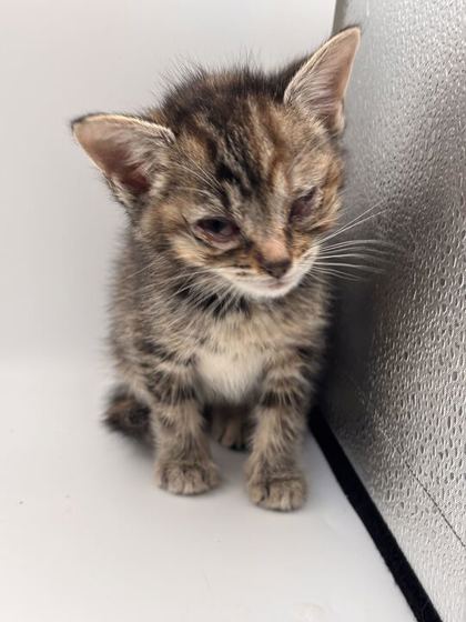 Shelter Stray Female Cat last seen Near Stoney point rd, Knox County GP, TN, 3201 Division St, Knoxville, TN 37919, USA