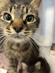 Shelter Stray Female Cat last seen Oakborough Ave and Foxhollow way, Roseville City, CA, 200 Tahoe Ave, Roseville, CA 95678, USA