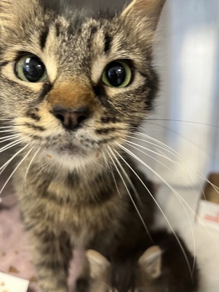 Shelter Stray Female Cat last seen Oakborough Ave and Foxhollow way, Roseville City, CA, 200 Tahoe Ave, Roseville, CA 95678, USA