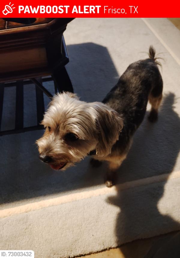 Lost Male Dog last seen Starwood academy Frisco , Frisco, TX 75034