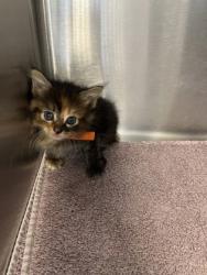 Shelter Stray Female Cat last seen Oakborough Ave and Foxhollow way, Roseville City, CA, 200 Tahoe Ave, Roseville, CA 95678, USA