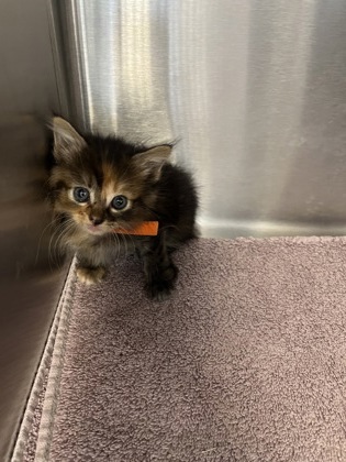 Shelter Stray Female Cat last seen Oakborough Ave and Foxhollow way, Roseville City, CA, 200 Tahoe Ave, Roseville, CA 95678, USA