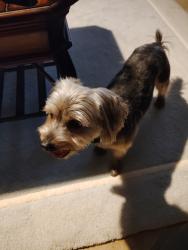 Lost Male Dog last seen Starwood academy Frisco , Frisco, TX 75034