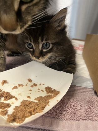 Shelter Stray Male Cat last seen Oakborough Ave and Foxhollow way, Roseville City, CA, 200 Tahoe Ave, Roseville, CA 95678, USA