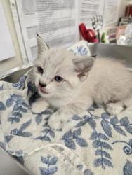 Shelter Stray Male Cat last seen Mark White Park, Roseville City, CA, 200 Tahoe Ave, Roseville, CA 95678, USA