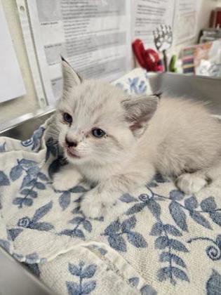 Shelter Stray Male Cat last seen Mark White Park, Roseville City, CA, 200 Tahoe Ave, Roseville, CA 95678, USA