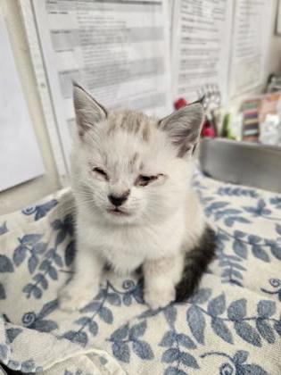 Shelter Stray Female Cat last seen Mark White Park, Roseville City, CA, 200 Tahoe Ave, Roseville, CA 95678, USA