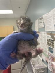 Shelter Stray Male Cat last seen Near Illinois ave, Lucas County, OH, 827 Illinois Ave, Maumee, OH 43537, USA