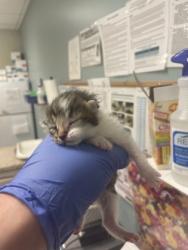 Shelter Stray Female Cat last seen Near Illinois ave, Lucas County, OH, 827 Illinois Ave, Maumee, OH 43537, USA