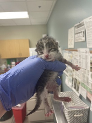 Shelter Stray Female Cat last seen Near Illinois ave, Lucas County, OH, 827 Illinois Ave, Maumee, OH 43537, USA