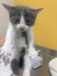 Shelter Stray Male Cat last seen Catskill, 75149, TX, 1650 Gross Rd, Mesquite, TX 75149, USA