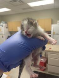 Shelter Stray Female Cat last seen Near Illinois ave, Lucas County, OH, 827 Illinois Ave, Maumee, OH 43537, USA