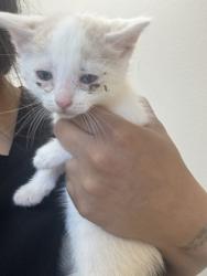 Shelter Stray Male Cat last seen Catskill, 75149, TX, 1650 Gross Rd, Mesquite, TX 75149, USA