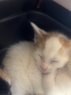 Shelter Stray Male Cat last seen Catskill, 75149, TX, 1650 Gross Rd, Mesquite, TX 75149, USA