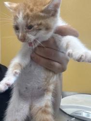Shelter Stray Male Cat last seen Catskill, 75149, TX, 1650 Gross Rd, Mesquite, TX 75149, USA