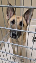 Shelter Stray Female Dog last seen Stillwell Beckett/Oxford MillvilleRd/ 177, Oxford, OH, 1820 Princeton Rd, Hamilton, OH 45011, USA