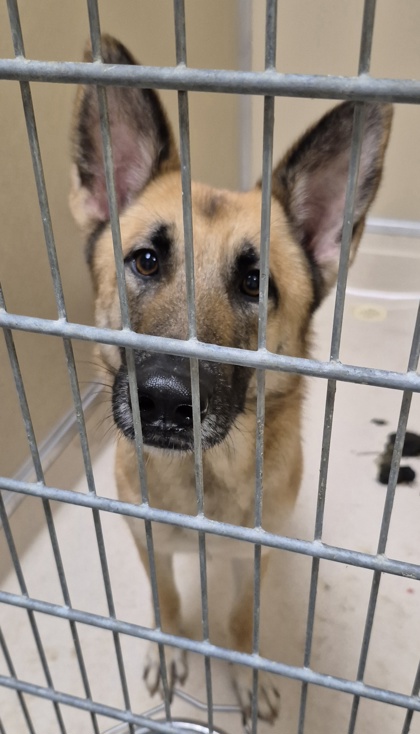 Shelter Stray Female Dog last seen Stillwell Beckett/Oxford MillvilleRd/ 177, Oxford, OH, 1820 Princeton Rd, Hamilton, OH 45011, USA