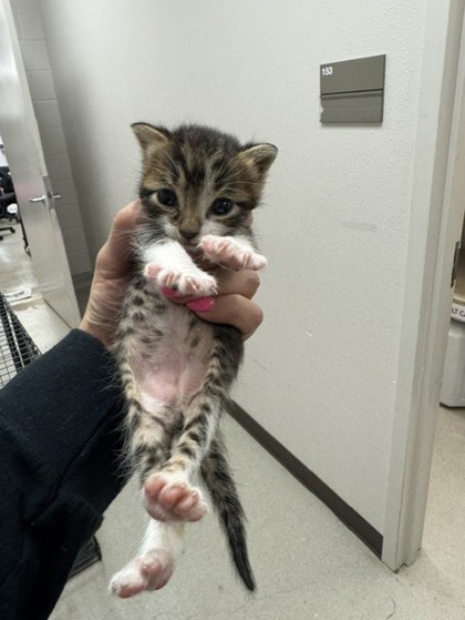 Shelter Stray Female Cat last seen Mckenzie Road, 75181, TX, 1650 Gross Rd, Mesquite, TX 75149, USA