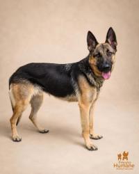 Shelter Stray Female Dog last seen N Shasta Ave & W Shields Ave, Kerman Zone Fresno CO 1A 93630, CA, 1510 W Dan Ronquillo Dr, Fresno, CA 93706, USA
