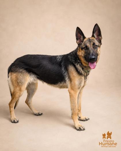 Shelter Stray Female Dog last seen N Shasta Ave & W Shields Ave, Kerman Zone Fresno CO 1A 93630, CA, 1510 W Dan Ronquillo Dr, Fresno, CA 93706, USA