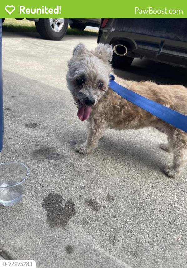 Reunited Female Dog last seen Grace Lutheran Church, Covina, CA 91722