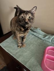 Lost Female Cat last seen Wrangell ln almost all the way down mountain island harbor drive, Charlotte, NC 28214