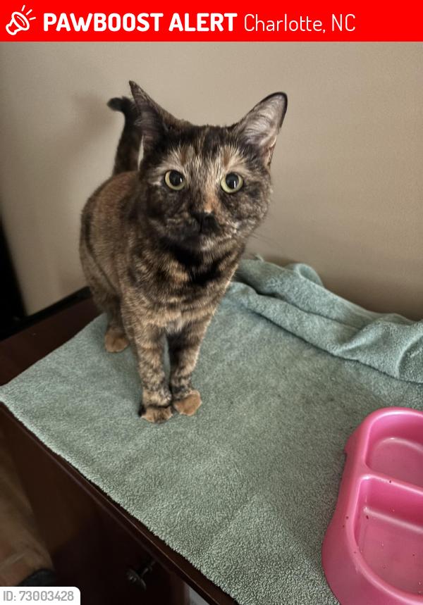 Lost Female Cat last seen Wrangell ln almost all the way down mountain island harbor drive, Charlotte, NC 28214
