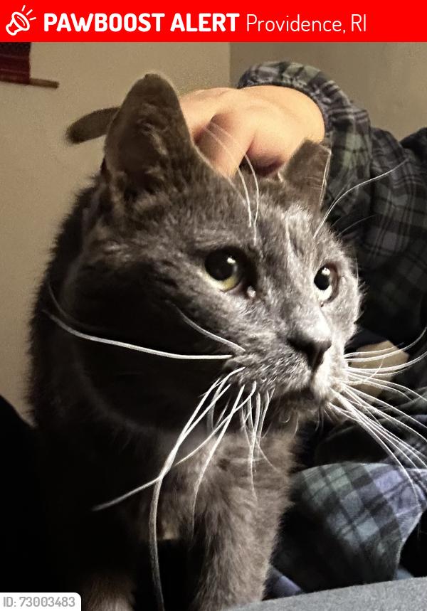 Lost Male Cat last seen Frey Florist , Providence, RI 02908