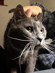 Lost Male Cat last seen Frey Florist , Providence, RI 02908