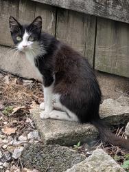 Found/Stray Unknown Cat last seen 14th and Eastland, Nashville, TN 37206