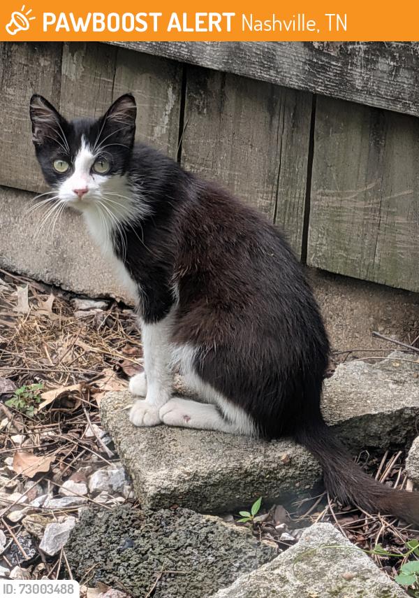 Found/Stray Unknown Cat last seen 14th and Eastland, Nashville, TN 37206