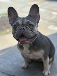 Reunited Female Dog last seen Near E Florence Ave, Huntington Park, CA 90255, USA, Huntington Park, CA 90255