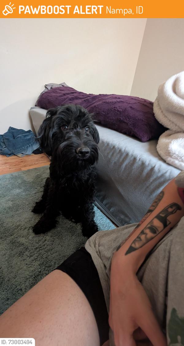 Found/Stray Female Dog last seen Happy valley between Amity and greenhurst, Nampa, ID 83687