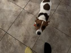 Reunited Female Dog last seen Near N Udal Dr Citrus Springs, fl 34434, Citrus Springs, FL 34434