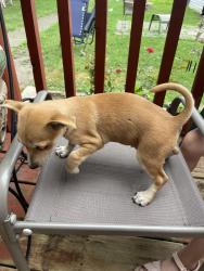 Found/Stray Male Dog last seen N Holmes and W Washington, Indianapolis, IN 46222
