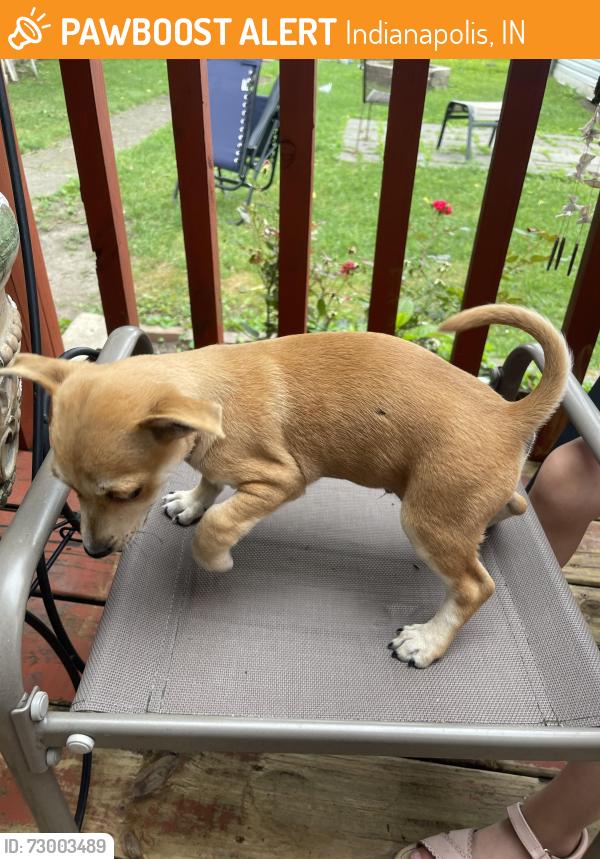 Found/Stray Male Dog last seen N Holmes and W Washington, Indianapolis, IN 46222