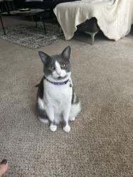 Reunited Female Cat last seen Near barker cypress, Houston, TX 77084